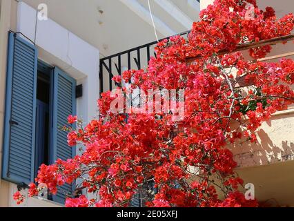 Rote Bougainville Blumen und blaue Fensterläden in Kos, Griechenland Stockfoto