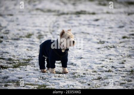 West Highland White Terrier Hund trägt eine Winterjacke an Ein schneebedecktes Feld Stockfoto