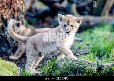 Zwei Löwenjungen im DierenPark Amersfoort, Niederlande am 30. Dezember 2020. Die Jungen wurden vor ein paar Wochen geboren, sind aber jetzt öfter draußen. Aufgrund der Coronameasures ist der Park geschlossen und die Kleinen können nicht von Besuchern gesehen werden. Foto von Robin Utrecht/ABACAPRESS.COM Stockfoto