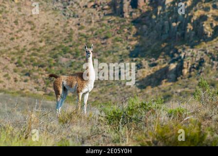 Guanacos, La Pampa, Argentinien Stockfoto