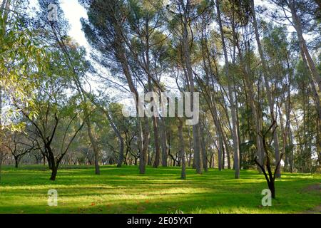 Herbst in Madrid Stockfoto