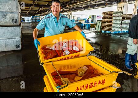 Kinmedai (Goldener Schnapper) bei der Fischauktion in Yaidu, Japan Stockfoto