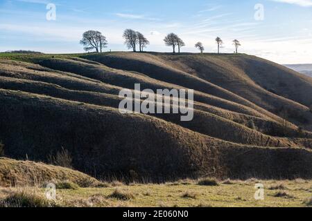 Bergrücken und trockene Täler Kreide Scarp Hang Blick auf Oliver's Castle Hill Fort, Roundway Down, Wiltshire, England, Großbritannien Stockfoto