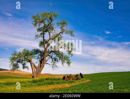 Der Palouse ist eine Region, die im südöstlichen Teil des Staates Washington liegt. Dieses fruchtbare Ackerland ist eine große landwirtschaftliche Nutzfläche prod Stockfoto