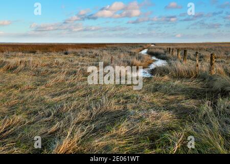 Ein Salzmarsch im Niedersächsischen Wattenmeer, Deutschland. Die Zäune und der Graben sind charakteristisch für die Salzwiesen an der Nordsee. Stockfoto