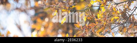 (Selektiver Fokus) atemberaubende Aussicht auf einige Eichen während der Herbstsaison in Italien. Stockfoto