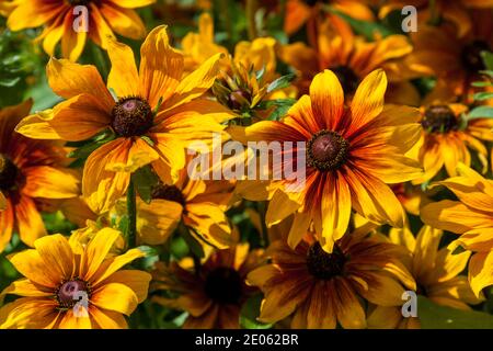 "Rustikal Zwerg" Black-Eyed Susan, Sommarrudbeckia (Rudbeckia hirta) Stockfoto