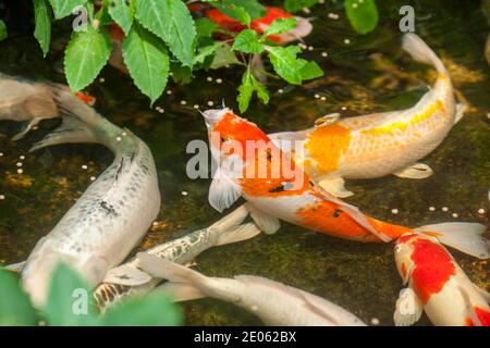 Karpfen, Koikarp (Cyprinus carpio) Stockfoto