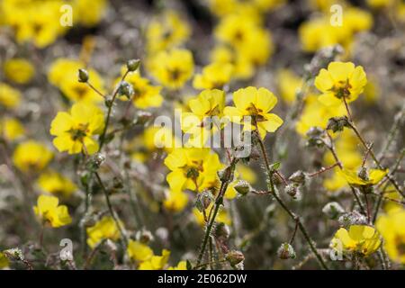 Gepunktete Felsenrose, Fläcksolvända (Tuberaria guttata) Stockfoto