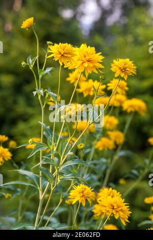 Kegelblume, Gullboll (Rudbeckia laciniata var. hortensia) Stockfoto