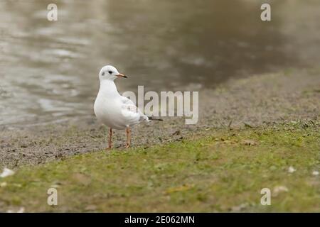 Black headed Gul, Wintermantel, fliegen über einen Bedofrdshire See Stockfoto