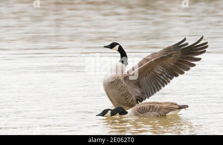 WCanada Goose, Branta canadensis, großer Wasservogel, Stockfoto