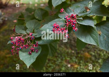 Clerodendrum Trichotomum Zweig mit bunten Früchten Stockfoto