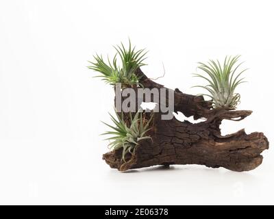 Tillandsia mini grün Luft Pflanze Heim Gartendekoration minimalistischen Stil Auf Holz weiß Farbe Hintergrund Stockfoto