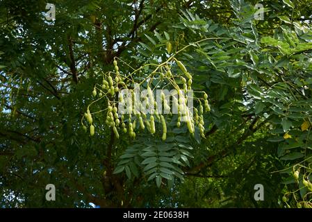 Styphnolobium japonicum Zweig mit frischen Früchten Stockfoto