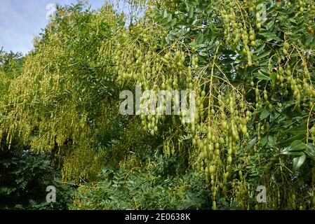 Styphnolobium japonicum Zweig mit frischen Früchten Stockfoto