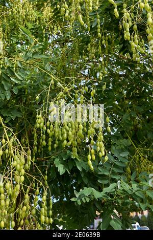 Styphnolobium japonicum Zweig mit frischen Früchten Stockfoto