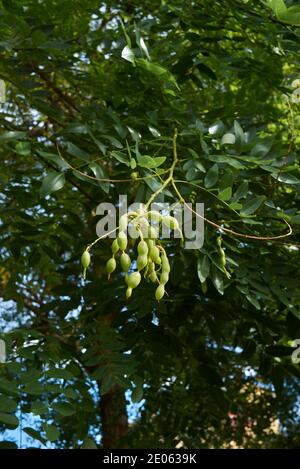 Styphnolobium japonicum Zweig mit frischen Früchten Stockfoto