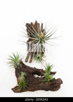 Tillandsia mini grün Luft Pflanze Heim Gartendekoration minimalistischen Stil Auf Holz weiß Farbe Hintergrund Stockfoto