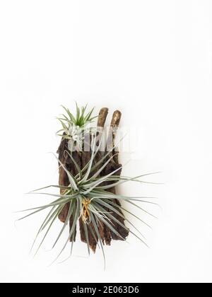 Tillandsia mini grün Luft Pflanze Heim Gartendekoration minimalistischen Stil Auf Holz weiß Farbe Hintergrund Stockfoto