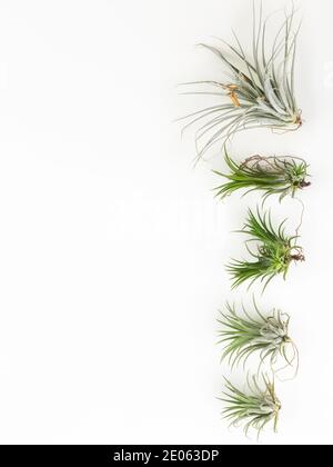 Tillandsia mini grün Luft Pflanze Heim Gartendekoration minimalistischen Stil Auf Holz weiß Farbe Hintergrund Stockfoto