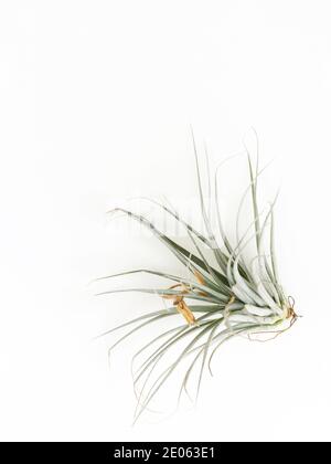 Tillandsia mini grün Luft Pflanze Heim Gartendekoration minimalistischen Stil Auf Holz weiß Farbe Hintergrund Stockfoto