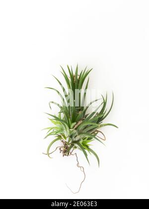 Tillandsia mini grün Luft Pflanze Heim Gartendekoration minimalistischen Stil Auf Holz weiß Farbe Hintergrund Stockfoto