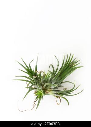 Tillandsia mini grün Luft Pflanze Heim Gartendekoration minimalistischen Stil Auf Holz weiß Farbe Hintergrund Stockfoto