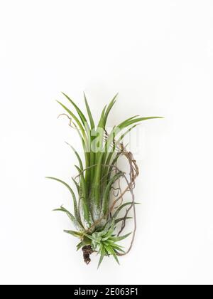 Tillandsia mini grün Luft Pflanze Heim Gartendekoration minimalistischen Stil Auf Holz weiß Farbe Hintergrund Stockfoto