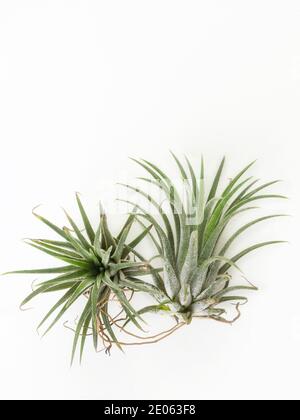 Tillandsia mini grün Luft Pflanze Heim Gartendekoration minimalistischen Stil Auf Holz weiß Farbe Hintergrund Stockfoto