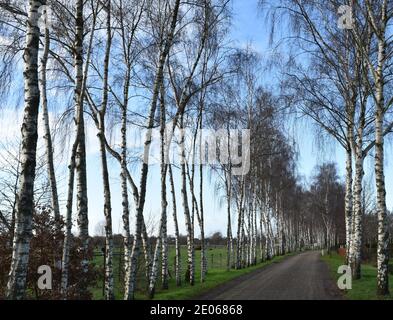 Von Bäumen gesäumte Straße in ländlicher Umgebung Stockfoto