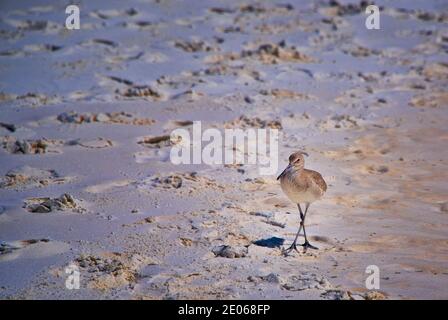 Ein Willet Bird am Destin Beach, im Panhandle von Florida Stockfoto
