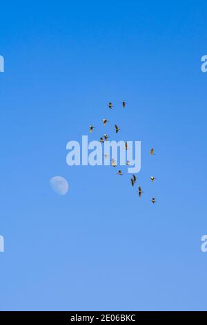 Eine Gruppe von Gänsen fliegen über den Mond in der Blauer Himmel Stockfoto