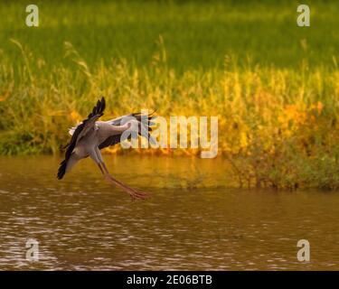 Riesenstorch Vogel über Land auf dem sallow Wasser auf der Suche nach Beute. Stockfoto