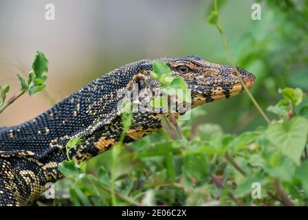 Common Water Monitor - Varanus Salvator, Porträt einer schönen großen Eidechse aus asiatischen Süßgewässern, Sri Lanka. Stockfoto