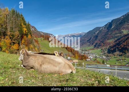 Schöne Schweizer Kühe auf Gras. Alpwiesen. Bunte Herbstszene der Schweizer Alpen Stockfoto