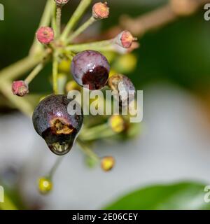 Makro einer wilden Beere mit einem Tropfen Wasser, das die Zweige der Pflanze reflektiert. Stockfoto