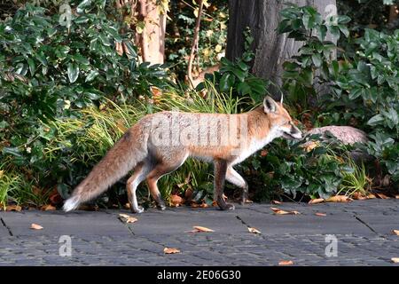 Berlin, Deutschland. November 2020. Ein Rotfuchs streift durch den Park des Schlosses Bellevue. Berlin, 15. November 2020 Quelle: dpa/Alamy Live News Stockfoto