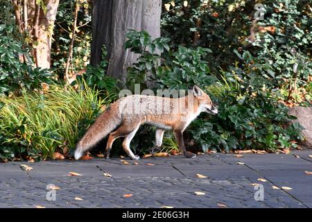 Berlin, Deutschland. November 2020. Ein Rotfuchs streift durch den Park des Schlosses Bellevue. Berlin, 15. November 2020 Quelle: dpa/Alamy Live News Stockfoto