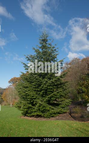Herbstlaub eines Evergreen Kaukasischen oder Nordmann-Tannenbaums (Abies nordmanniana) Mit einem atemberaubenden Blue Sky Hintergrund wächst in einem Garten Oder Parken Stockfoto