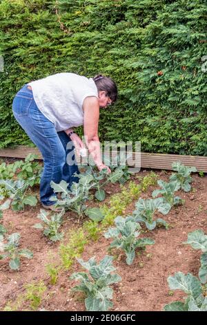 Frau, die in ihrem Gemüsegarten arbeitet und Raupen aus einer Reihe von Kohl entfernt. Stockfoto
