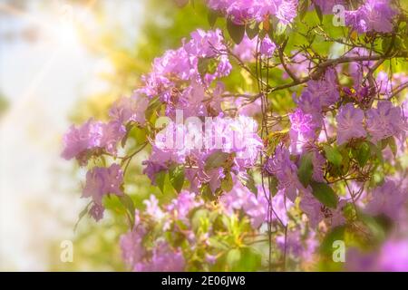 Blühender rosafarbener Rhododendron-Strauch mit einem hellen, sonnigen Hintergrund Stockfoto