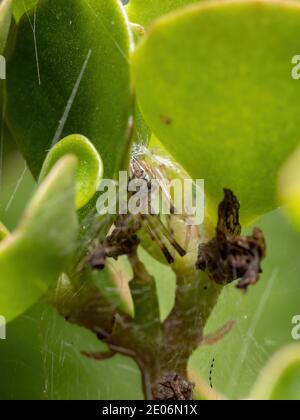 Kleine braune Witwe der Art Latrodectus geometricus Stockfoto