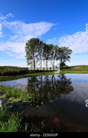 Sommer; die Zwanzig Fuß ablassen in der Nähe von März Stadt; Moorland, Cambridgeshire, England, Großbritannien Stockfoto