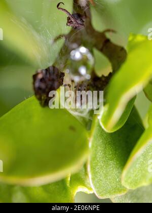 Kleine braune Witwe der Art Latrodectus geometricus Stockfoto