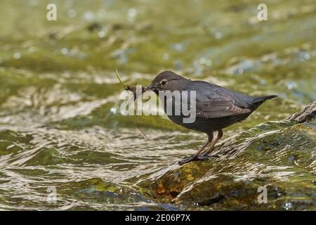 American Dipper (Cinclus mexicanus), Sierra County California mit Nestmaterial Stockfoto