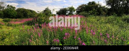 Sommer Blick auf Barnack Hills N Holes Naturschutzgebiet, Barnack Dorf, Cambridgeshire, England, Großbritannien Stockfoto