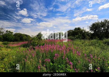 Sommer Blick auf Barnack Hills N Holes Naturschutzgebiet, Barnack Dorf, Cambridgeshire, England, Großbritannien Stockfoto