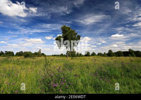 Sommer Blick auf Barnack Hills N Holes Naturschutzgebiet, Barnack Dorf, Cambridgeshire, England, Großbritannien Stockfoto