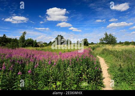 Sommer Blick auf Barnack Hills N Holes Naturschutzgebiet, Barnack Dorf, Cambridgeshire, England, Großbritannien Stockfoto